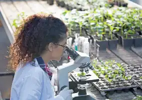 Description de l'image par IA : Femme en blouse blanche observe des plantes sous microscope dans une serre.